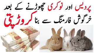 Rabbit Farming Complete Information and Business Plan | Rabbit Farming | Chakwal Goat Farm |