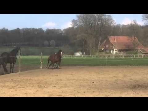 HF von Bon Coeur x Rohdiamant. For sale. 015208750603