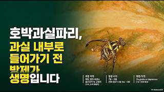 [농사정보] 박과 채소(호박, 수박, 멜론)_호박과실파리를 잡아라!