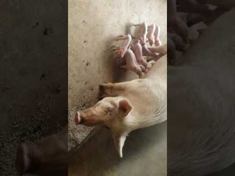 Tonga pig farm biogas system.