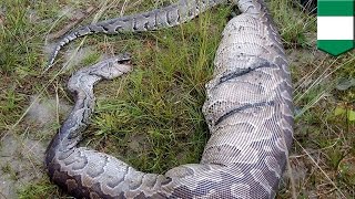 Snake eats dog: Python dies after being trapped in fence due to dog-sized stomach bulge - TomoNews