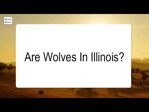 YouTube video about: Are wolf dogs legal in illinois?