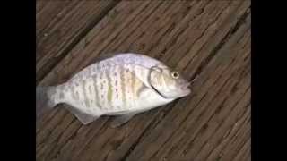 preview picture of video 'Surf and Pier Fishing at Avila Beach'