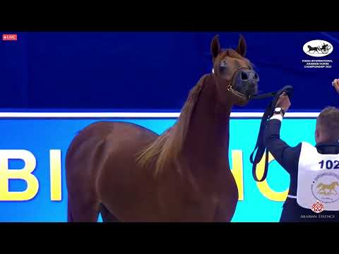 N 102 D SAFSOUF   Dubai International Arabian Horse Championship 2022   Colts 2 years old Class 10