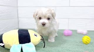 ハーフ犬の動画01