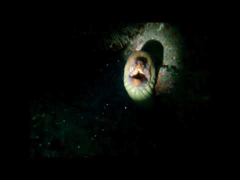 Tathra Wharf Dive 4Dec21