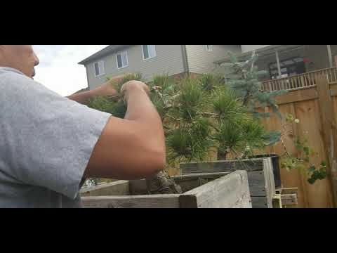 Canada bonsai June 2020 -2