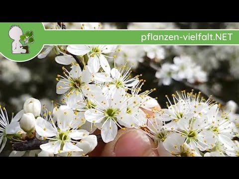 Schlehdorn - Blüte/Blüten (Baumform) 11.04.18 - (Prunus spinosa) - Baum-/Strauch-Bestimmung