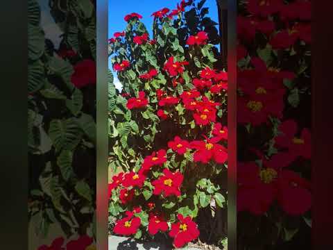 Em um domingo ensolarado de outono! Comunidade Santa Isabel - Águas Mornas/SC #naturezaperfeita