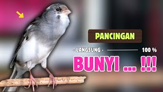 Download lagu Pancingan KENARI PAUD Belajar Bunyi Cocok Untuk Kenari Belajar Bunyi Ngeriwik |605 mp3