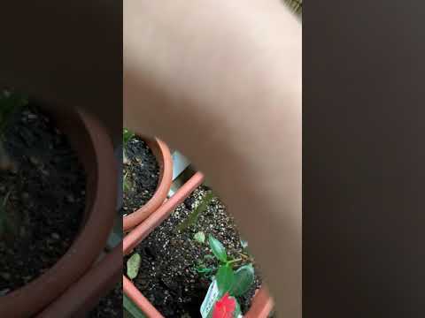 盆栽の手入れ方法は？初心者のためのガーデニングガイド！  庭園