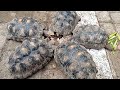 Ternak Kura Darat Red Foot Red Foot Tortoise Makan Telor Naga