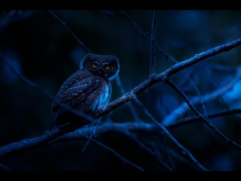 Owls Hoot & Frogs, Crickets At Night,  Ambient Nature Sounds For Sleep & Relaxation.🦉🐸😴🎧🦗