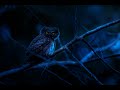 Owls Hoot Frogs Crickets At Night Ambient Nature Sounds For Sleep Relaxation
