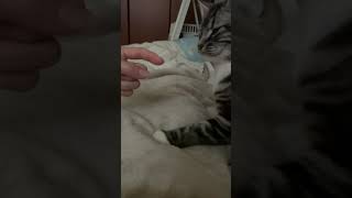 #Shorts 静電気に嫌な顔する猫w 足長マンチカン まる Munchkin cat