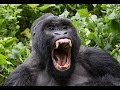 What If You Used Taekwondo Against A Gorilla ...