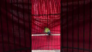 Download lagu Sogon materi pleci sambung bren cigun #burungsogon #sogon mp3