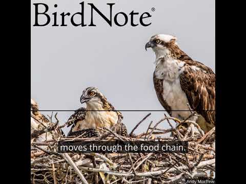 What Osprey Chicks Reveal About Pollution