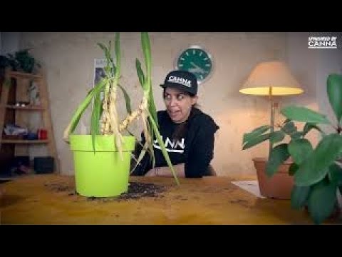 Yucca-Palme wieder fit machen | Anything Grows