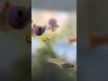 Do I Feel Bad For Freezing My Shrimp