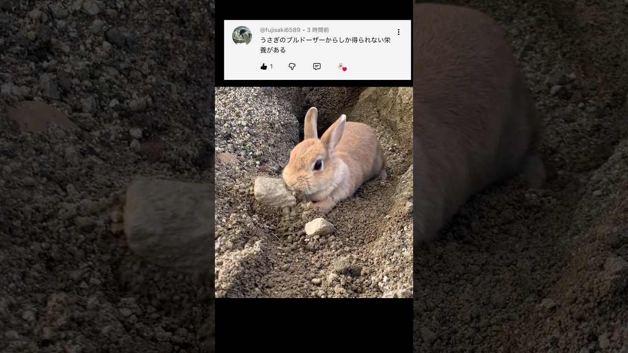 【1分セラピー】見てるだけで栄養が摂れるウサドーザー