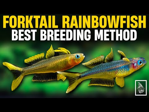FORKTAIL BLUE EYE RAINBOWFISH BREEDING GUIDE | Pseudomugil Furcatus Breeding | Serendib Aquatics