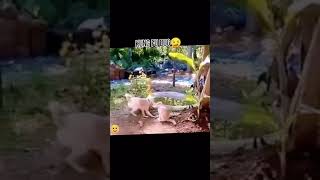 Funny Videos 2021 ● #shorts
