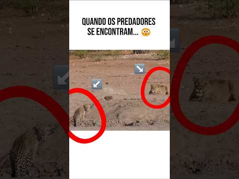 LEOA VS LEOPARDO? OLHA O QUE ACONTECEU NA CAÇADA 😱🐆💥