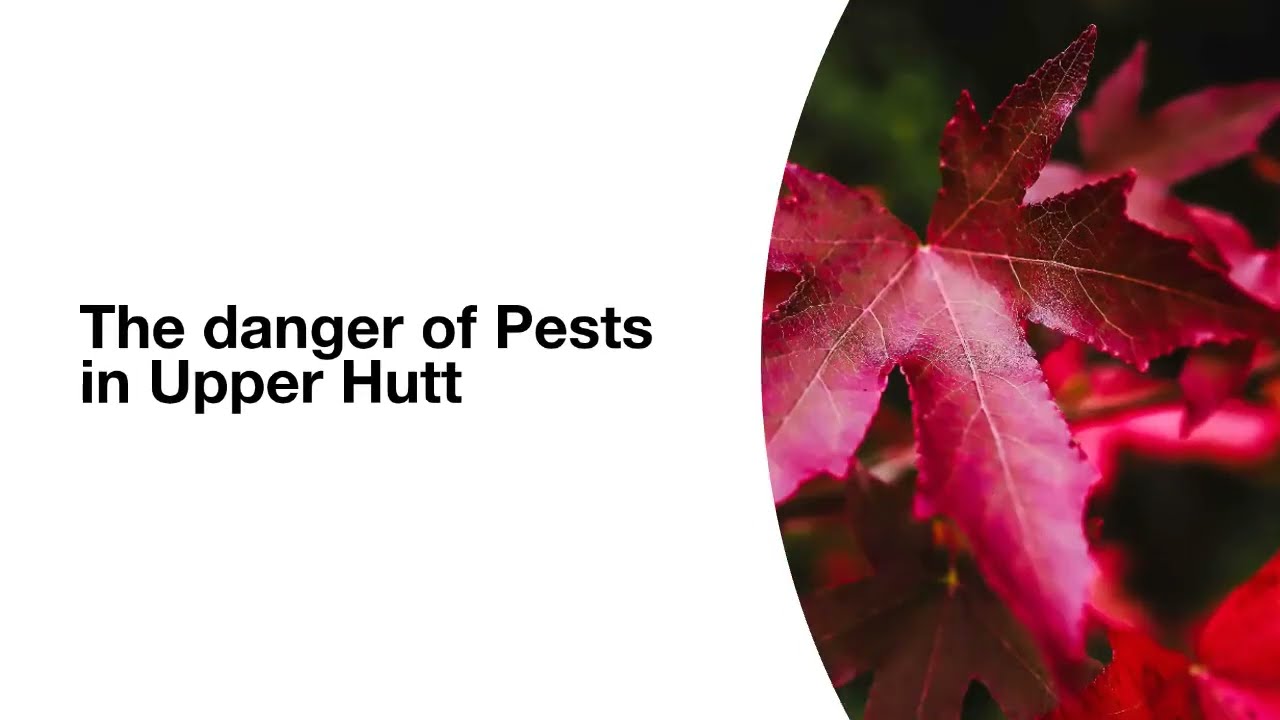 Pests In Upper Hutt! Apex Pest Solutions