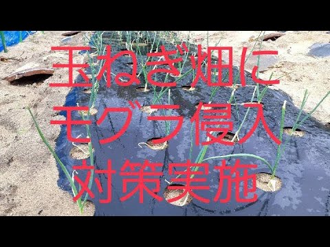 コーヒーの出がらしはモグラを怖がらせるのでしょうか？最も効果的な祖母のレシピ  庭園