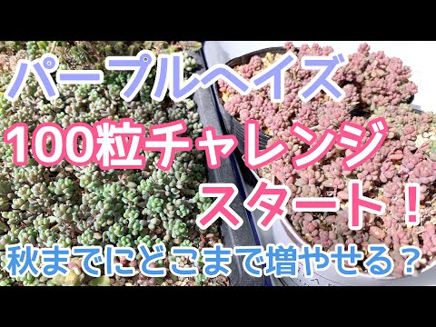 園芸 パープル・ミザリー
