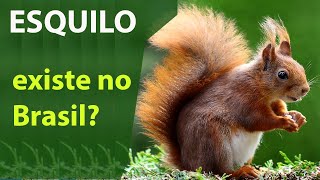 Existem esquilos no Brasil? Esquilos são roedores?