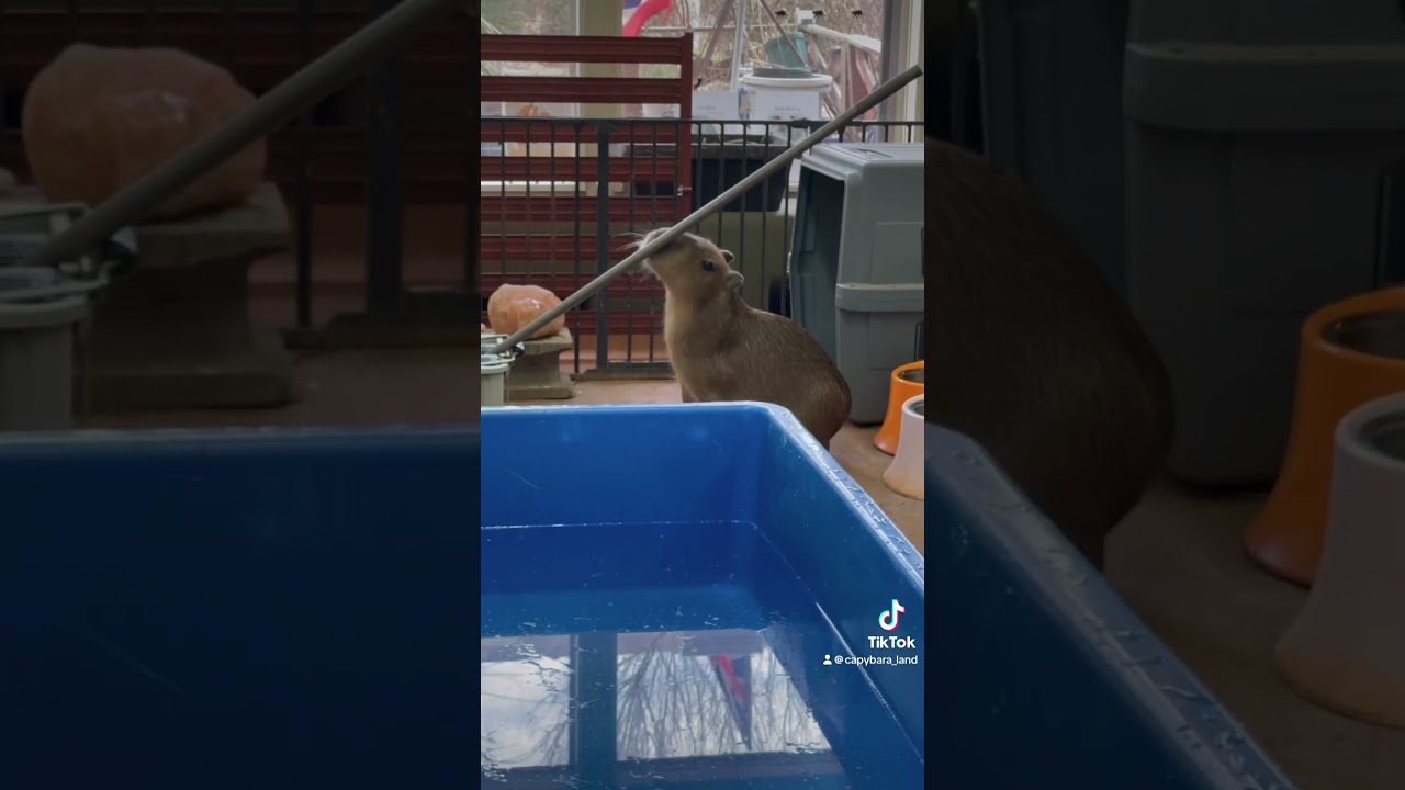 Funny Sweet Ron boy Jr. #capybara #capybaracafe