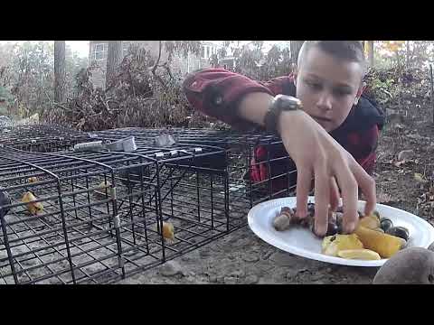 Young Woodsman: Learn How to Trap a Squirrel!