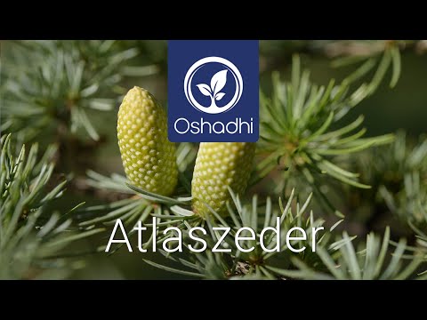 Atlaszeder  | OSHADHI Pflanzenporträt von Dr. Malte Hozzel