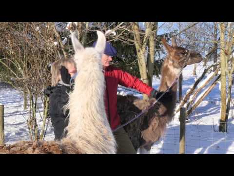 Imagefilm Winter auf Ferienhof Feinen in Fleringen / Eifel