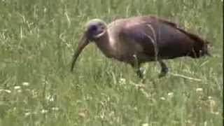 preview picture of video 'ibis białowąsy (Bostrychia hagedash), Hadada Ibis, Hagedash, Ibis hagedash, Хагедаш'