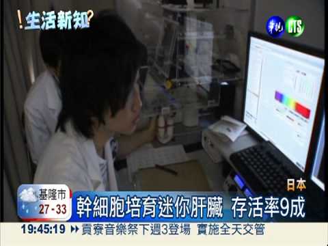 日本創舉! 幹細胞培育迷你肝臟