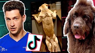 Reacting To Dog TikToks With My Newfie Bear