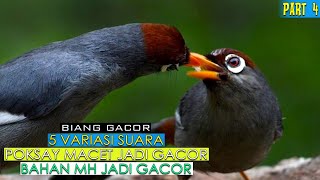 Download lagu BIKIN POKSAY MANDARIN RAJIN BUNYI, POKSAY HONGKONG IKUTAN JUGA KOMBINASI 5 KICAU mp3