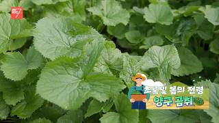 초록빛 봄의 전령, 양구 곰취 / 강원매거진7 / [생생 현장] / G1방송 / 260417