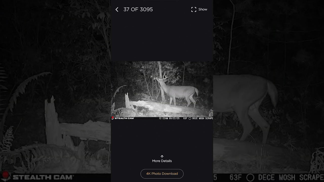 Command Pro AI Tagging Feature