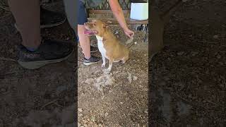Video preview image #1 American Staffordshire Terrier-Unknown Mix Puppy For Sale in Jackson, MS, USA