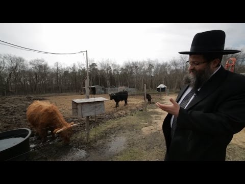 Possible Parah Adumah (Red Heifer) On Outskirts of Lakewood, New Jersey