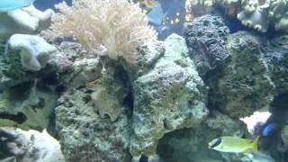 Nature's Ocean Coral Base Rock