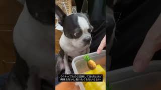 犬にパイナップル説明してあげた #ボストンテリア