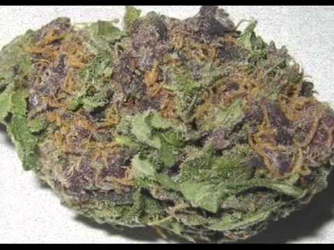 Vanja feat. GoX - Opusti Se Zapali