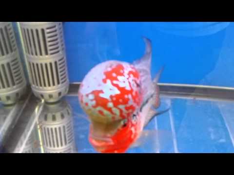 THAILAND FISH COMPETITION 2014 AT FUTUREPARK RANGSIT # 3