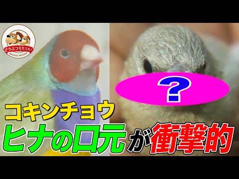 アオコチョウについて詳しく解説