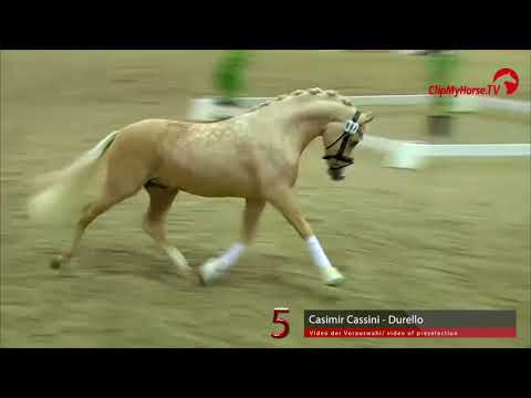 05 Junghengst v. Casimir Cassini - Durello